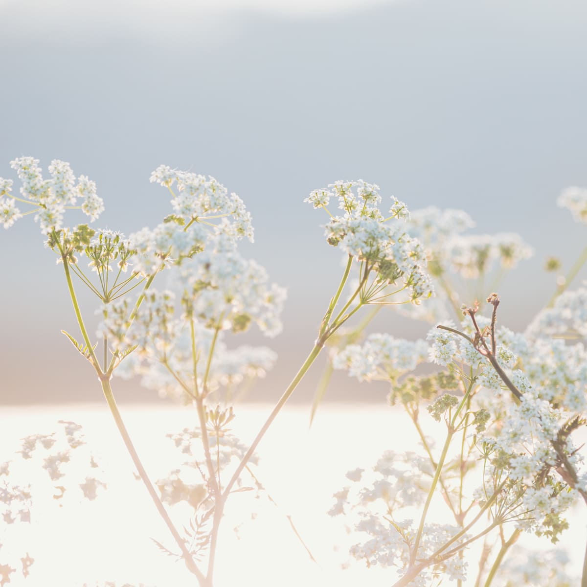 Olijftak-Brasschaat-Afbeelding-Bijzondere-Momenten-01