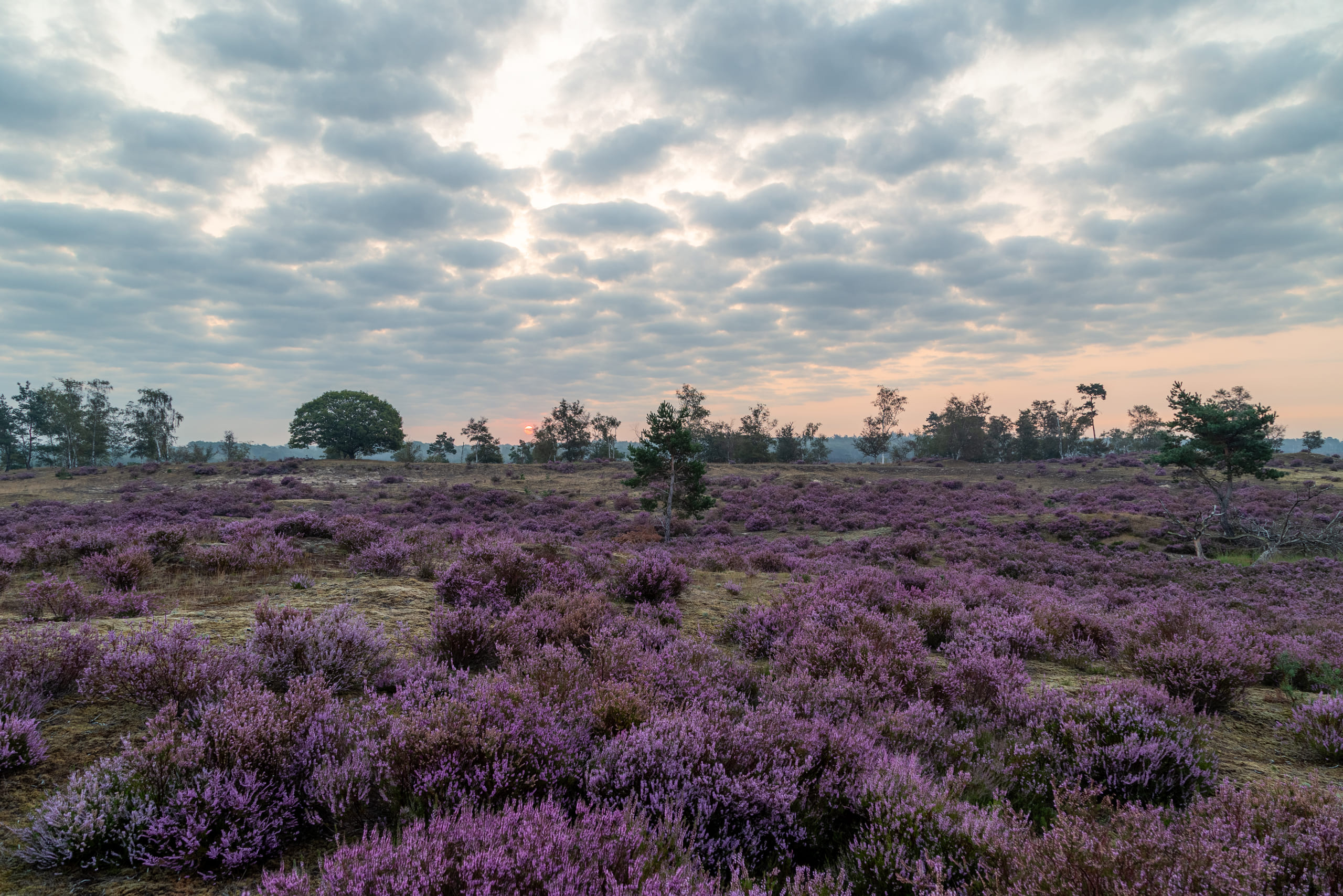 ochtendgroep-olijftak-1
